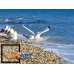 Seagulls Sea Waves