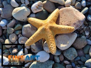Starfish on Stones